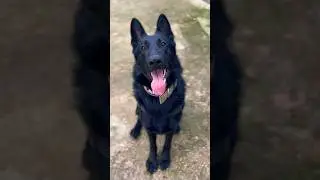 Siyah Alman Çoban Köpeği - Black German Shepherd #shorts #dog #doglover #blackgermanshepherd