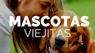 Cuidados De mascotas Mayores de 7 Años - Thomas Vet