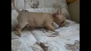 чихуахуа ФОРСИТЭЛЬ ОТЛИЧНИК