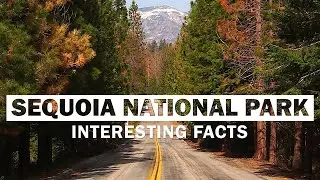 17 Fascinating Facts About Sequoia National Park