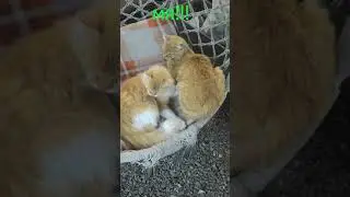 наши кошки из деревни.