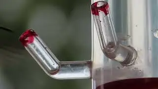 Hummingbird tongue action