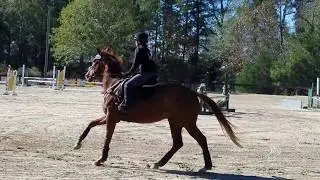 Ima Iny Too Beginner Novice at Ashland Farm