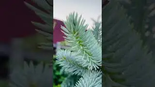 Колючая Глаука Пендула❤️🌲) еще больше интересного , в моей группе телеграмм 