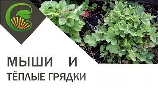 Теплые грядки и МЫШИ