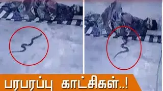 இந்த பாம்பு செய்த காரியத்தை பாருங்கள் 😱😱 snake inside blanket.