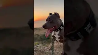 У меня из🪟 видно вот такие #горы 🏔️ #ampit_rock 🦈 #севастополь #starbuilding #pitbull #ampitbull