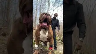 World’s Biggest Pitbull Dog 👹 