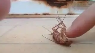 Barata de estimação