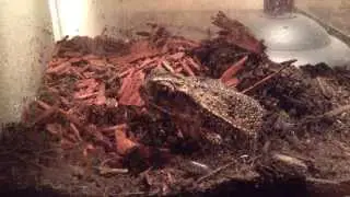 Texas Toad (found in back yard)