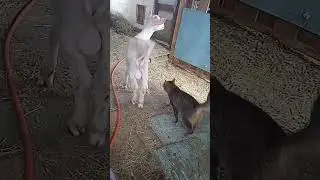 Амур. мой новый питомец альпо - нуб. 20