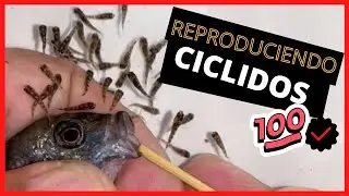 STEP by step HOW to reproduce AFRICAN CICHLIDS in the simplest way