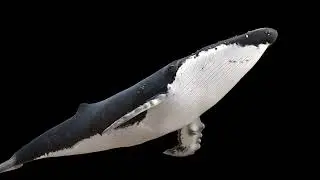 whale animation is very nice