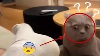 Кот Понюхал Хозяйские Носки😱/ КОТ- АРБУЗ 😂/ Говорящий Кот!! 2024🐈🐶