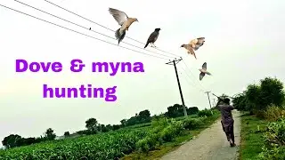 Pakistan birds hunting with airgun | hunting 2022