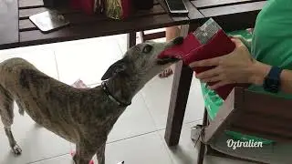 Dog opens Christmas presents - Roscoe the whippet