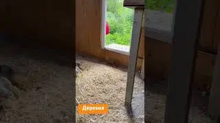 Бройлер 17 дней