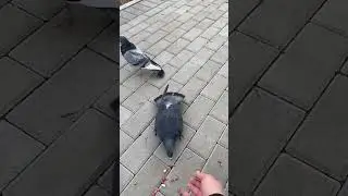 Кормлю голубей в парке😊🔥☺️👀