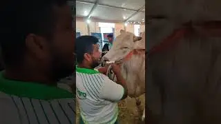 White Hasha From Sadeeq Agro| Hamba bd| 