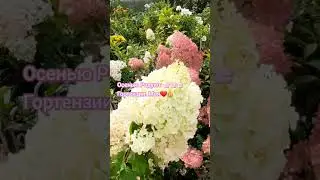 ГОРТЕНЗИИ/Шикарные СОРТА ГОРТЕНЗИИ:Полярный Медведь и Ванила Фрайз/#цветы #shorts #обзор #дача