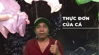 Cho Hải tượng ăn đầu gà với gan heo, hết tiền với tụi cá!