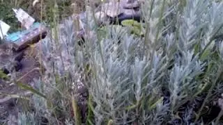 Лаванда сбор