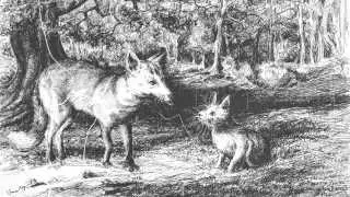 The Fox and The Cat