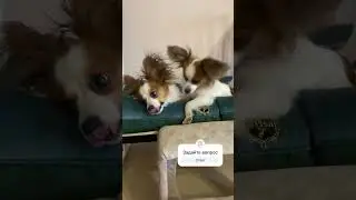 Папийоны из Лакшери Фаворит