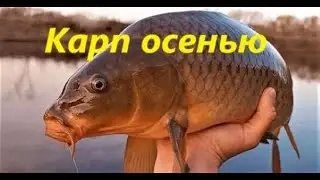 КАК ЛОВИТЬ КАРПА ОСЕНЬЮ? ЛОВЛЯ КАРПА в ОСЕННЕЕ ВРЕМЯ. МЕСТА, НАЖИВКИ и СНАСТИ для ЛОВЛИ КАРПА