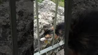 Бездомные коты 3.