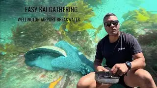 EASIEST PLACE TO GET PAUA IN WELLINGTON!