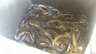 Kawawang Mga Dalara || Dapat ung mga malalaki dapat😓😓