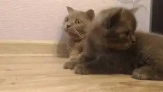 Ксюша с котятами васятка кошка кошка и котята