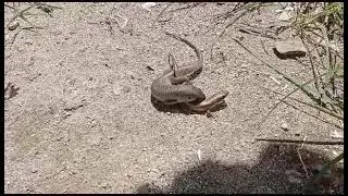 Rare moment of animal