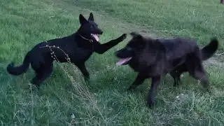 Cute dogs! 🤗👍