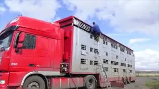 Беременные коровы едут 5500 км
