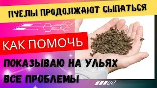 Семьи продолжают сыпаться! Как избежать гибели семей. Показываю на ульях.