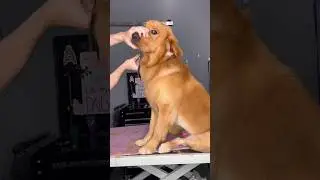 Throwback to the funniest golden retriever