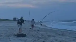 Shark Fishing Nj Surf| Sandbar Shark
