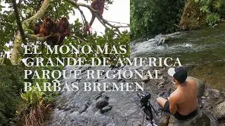 Reserva Natural Barbas Bremen - El Mono Mas Grande De America #3 - Alejo Trips