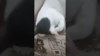 #cat #catlovers