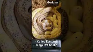 Goriona laying Calico #Snake #Eggs #reptiles #animals