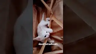คันแข่วหลาย