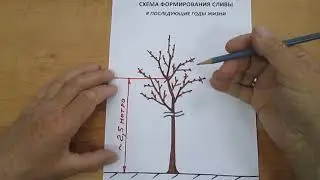 Формирование сливы