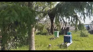 Разроилась семья пчел и осела на ветке , заселяю прямо в улей .