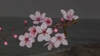 FIRST FLOWERS OF SPRING (For Pastelle) - Catherine MacLellan
