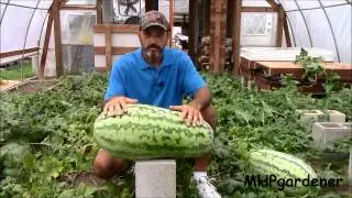 Greenhouse Watermelons - A 55 pounder ? Oh Yeah !