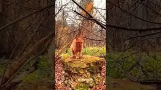 А. Герман-Осенняя Песня. Пусть осень вас согреет нежным прикосновением! 15.10.