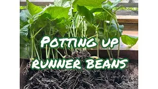 Potting up Runner Beans #selfsufficiency #growyourownfood #growyourown
