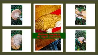 The edible Dryad's Saddle / Cerioporus squamosus /#englishcountryside  #foraging